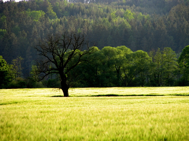 Lonely tree in field near Malše river, Czech Republic.