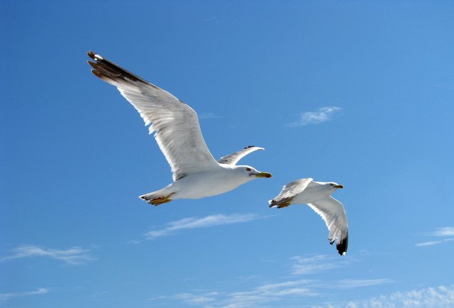 Hungry seagulls, Croatia.